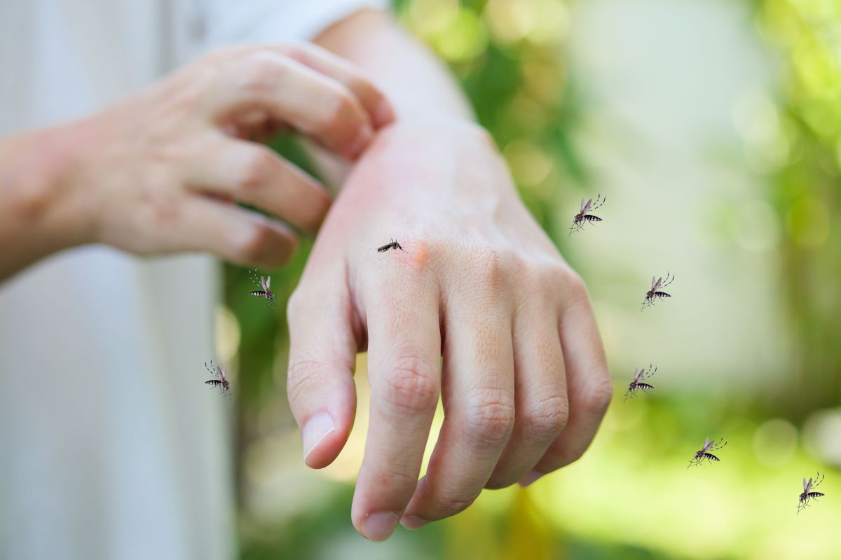 Prévenir et Traiter la Dengue : Ce que vous devez savoir